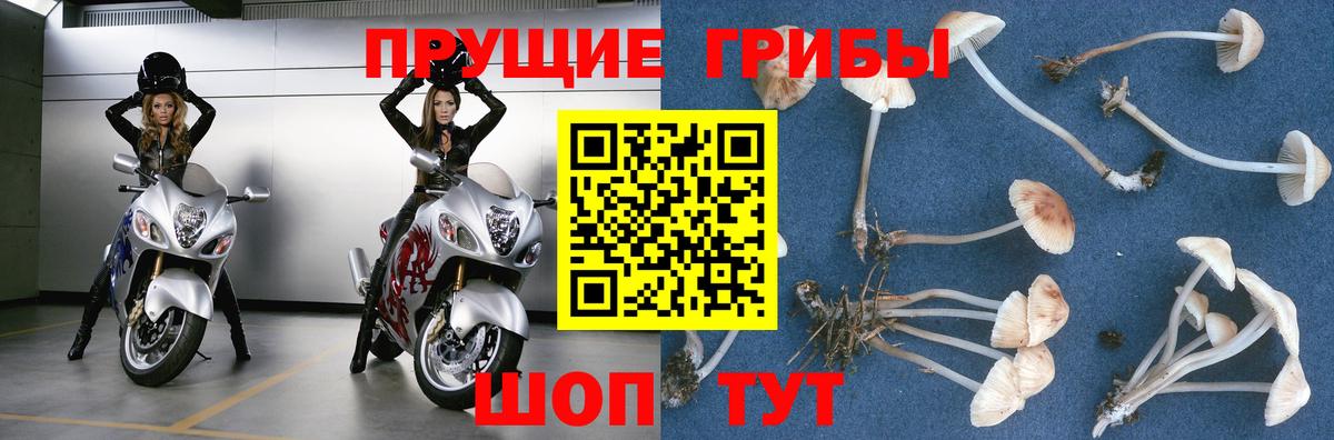 Псилоцибиновые грибы Psilocybine cubensis Димитровград